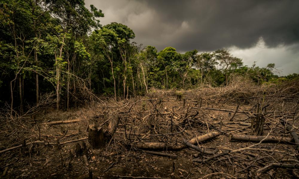 5 Ways To Help The Amazon Rainforest | WWF